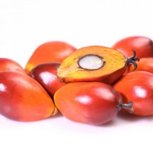 PALM NUTS