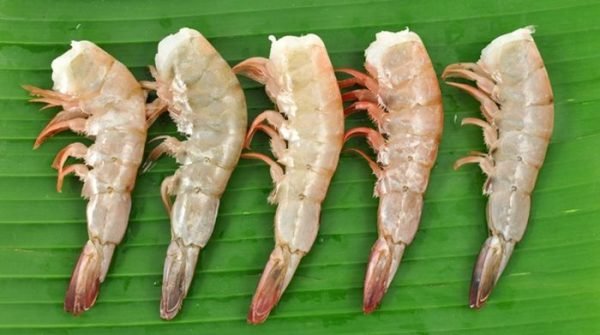 WILD MEXICAN SHRIMP - U / 12 (SHELL ON)