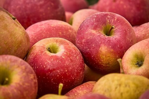 Wholesale Fresh delicious Gala Apples