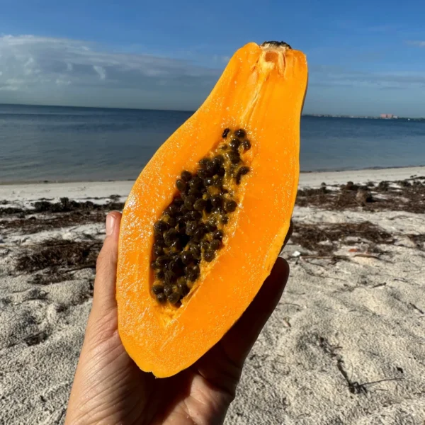 Wholesale Papaya Bulk - Image 2