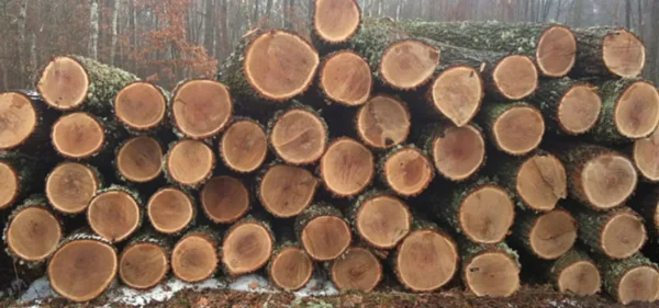 Oak Logs