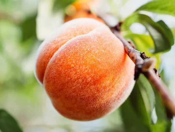 Wholesale Sweet Peaches - Image 2