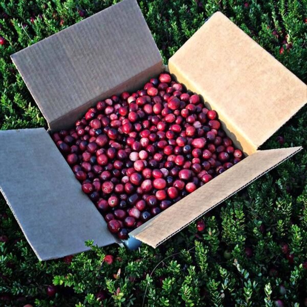 Wholesale Fresh Cranberries - Image 2