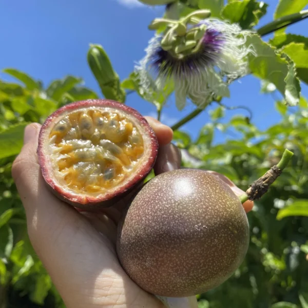 Wholesale Passionfruit Purple/Pink - Image 2