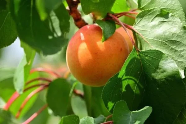 Wholesale Fresh Apricots