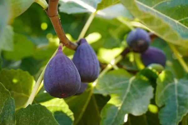 Wholesale Figs