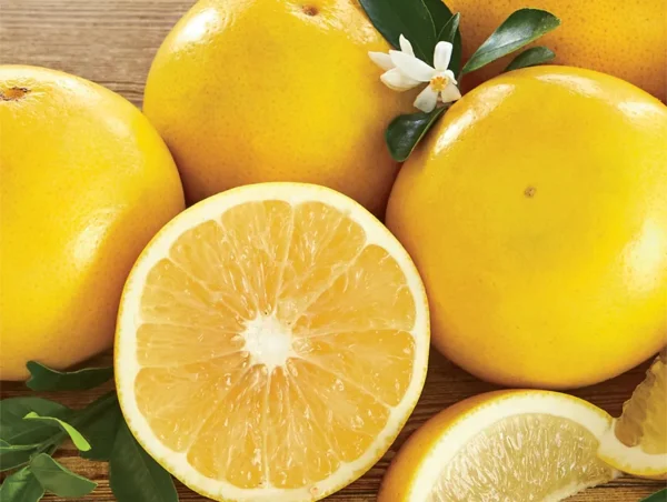 Wholesale White Grapefruit