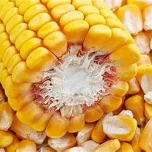 Yellow Corn/Maize