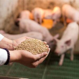 Pig Feed