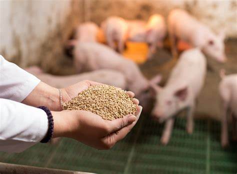 Pig Feed