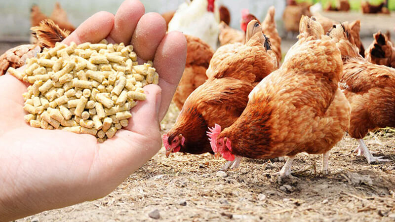 POULTRY FEED - Image 2
