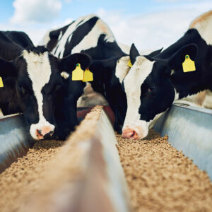 Cattle Feed