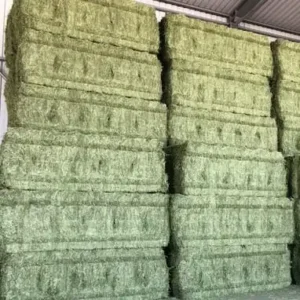Alfalfa Hay