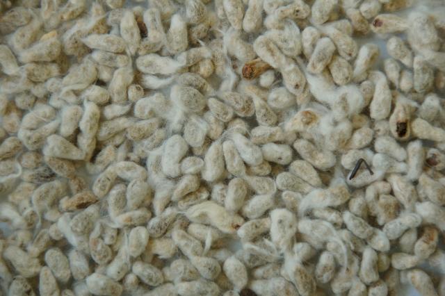 Cotton Seeds