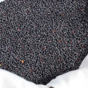 Rapeseed / Canola Seeds